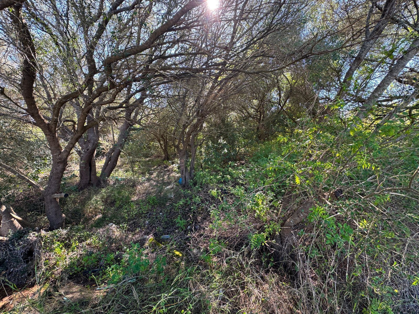 Terreno en Sa Pobla, Islas Baleares en venta Foto del edificio- Imagen 1 de 16