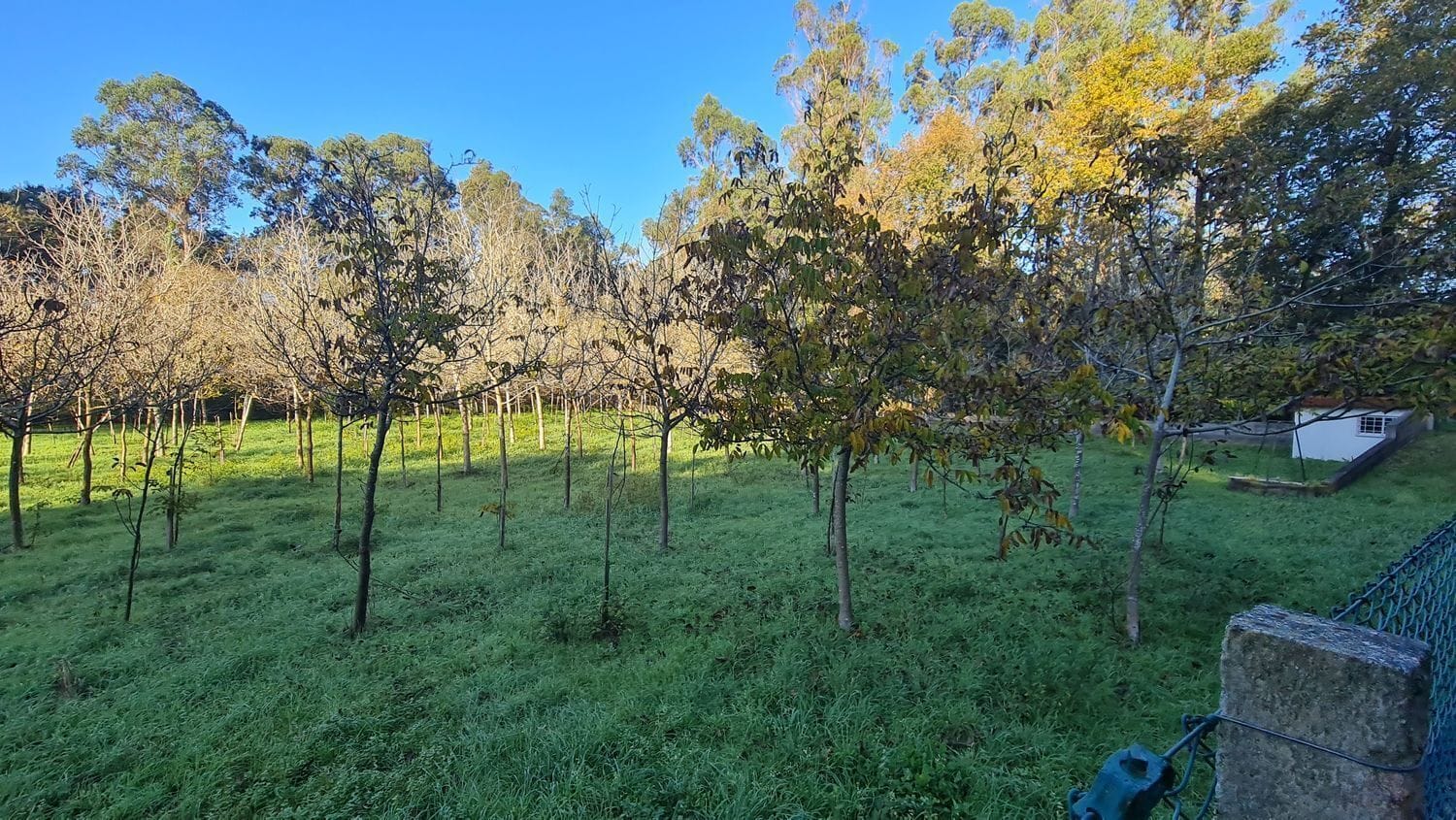 Terreno en O Rosal, Pontevedra en venta Foto principal- Imagen 1 de 35