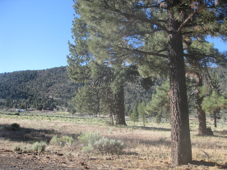 2824 Erwin Ranch Rd, Big Bear City, CA en venta - Foto del edificio - Imagen 2 de 2