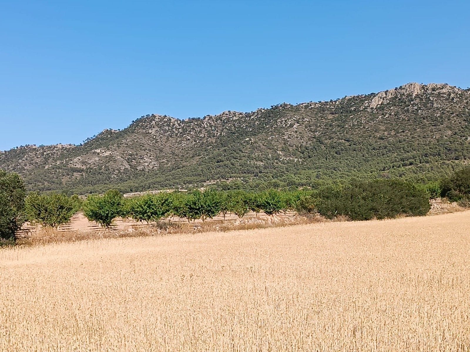 Terreno en Yecla, Murcia en venta Vista aérea- Imagen 1 de 3