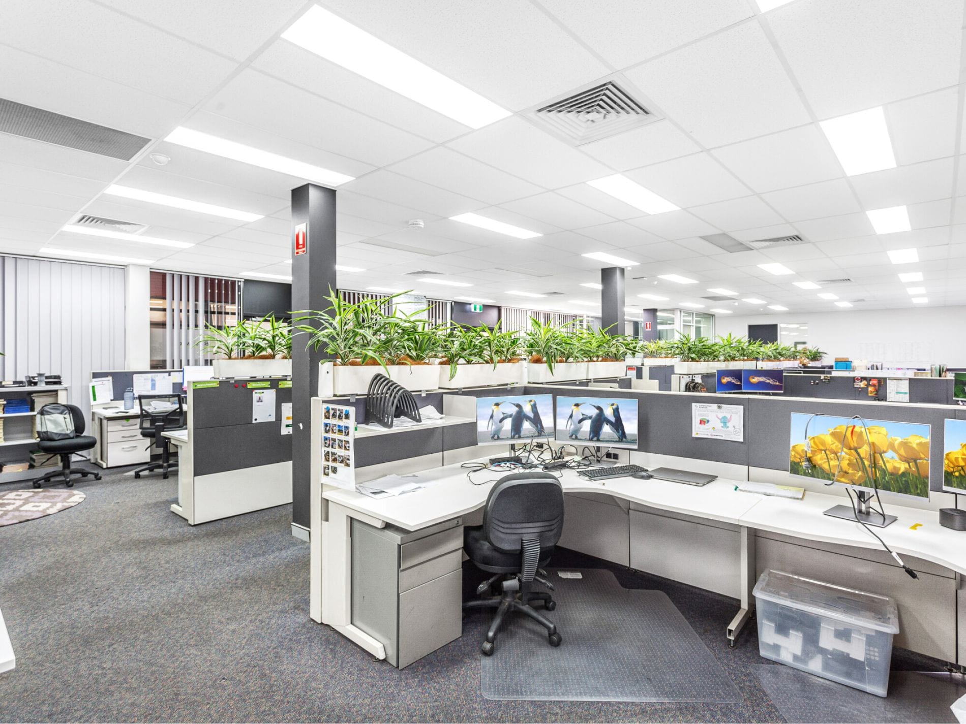 22H Powers Rd, Seven Hills en alquiler Foto del interior- Imagen 1 de 7