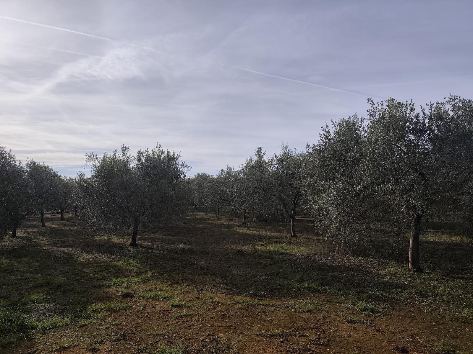 Terreno en Castelló de la Plana, Castellón en venta Foto principal- Imagen 1 de 7
