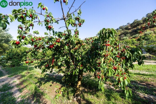 Más detalles de Paseo la Duquesa, S/N, Pinos Genil - Terreno en venta
