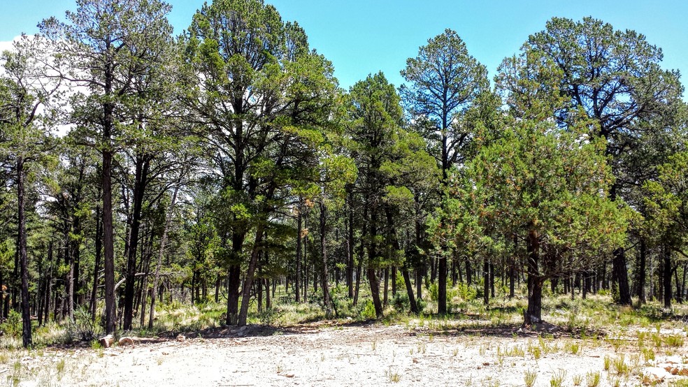 Bosque Vereda Rd, Ruidoso, NM en venta - Otros - Imagen 3 de 6