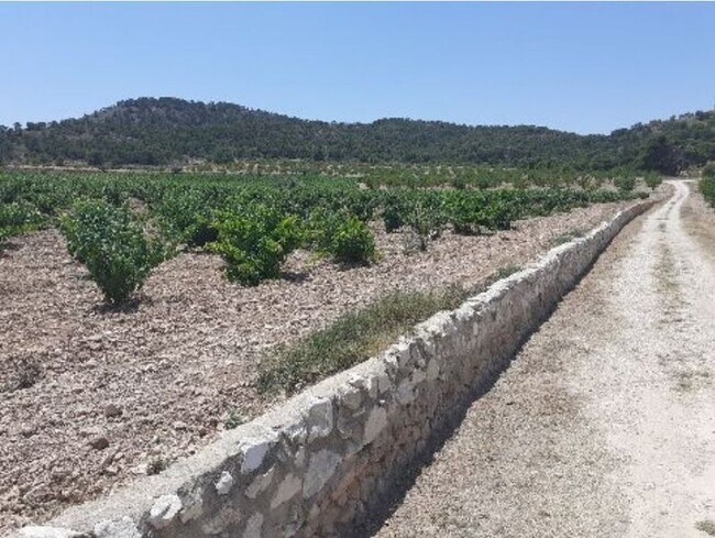Más detalles de Paraje Sopaire y Cañada de la Leña, 3, Abanilla - Terreno en alquiler