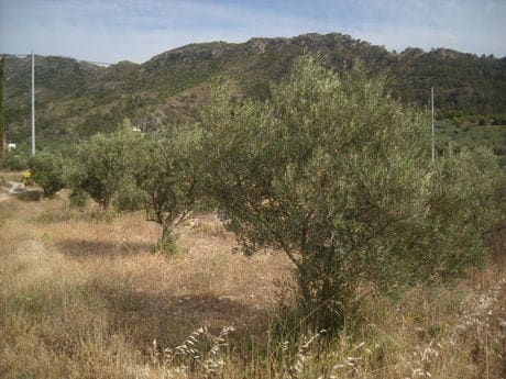 Terreno en Calasparra, Murcia en venta - Plano del sitio - Imagen 3 de 10