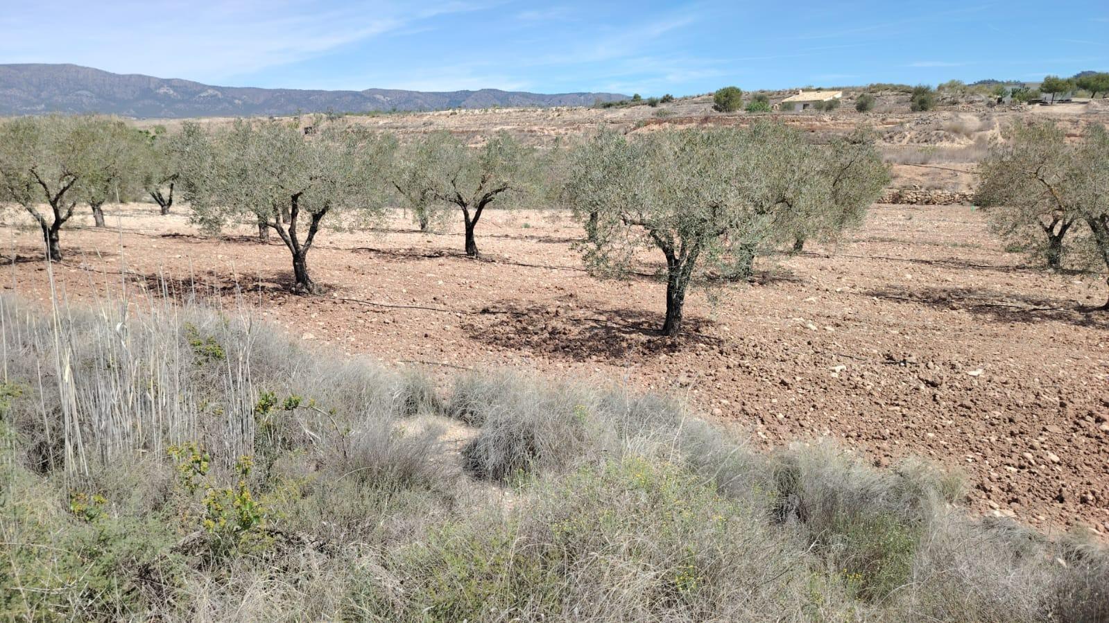 Terreno en MONÒVER, Alicante en venta Foto del edificio- Imagen 1 de 2