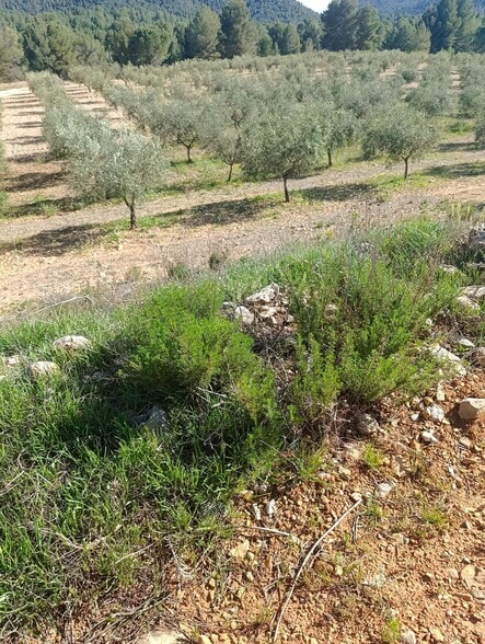 Terreno en Cehegín, Murcia en venta - Vista aérea - Imagen 2 de 13