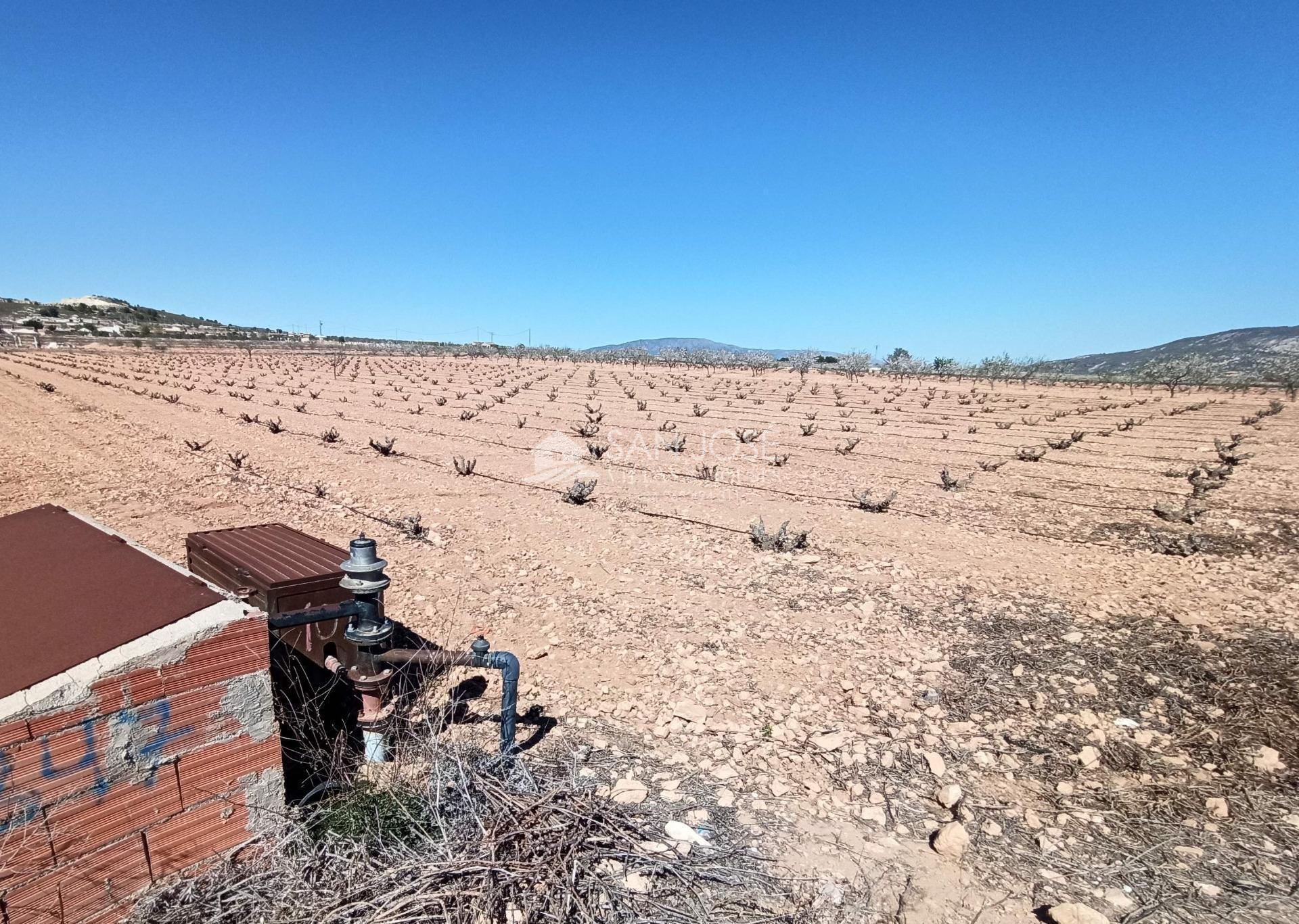 Terreno en PINOSO en venta Foto del edificio- Imagen 1 de 4