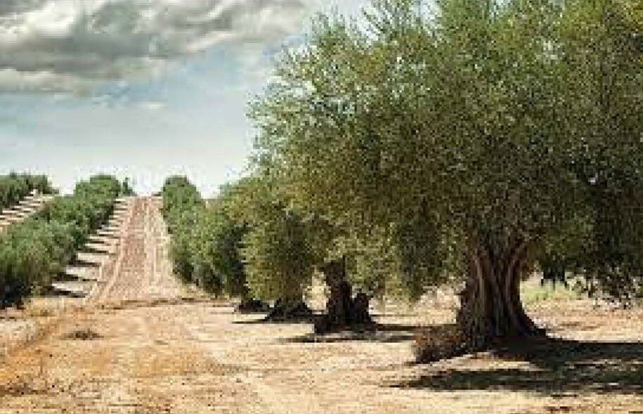 Terreno en Rossell, Castellón en venta - Foto principal - Imagen 1 de 1