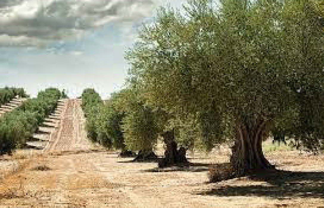Terreno en Rossell, Castellón en venta Foto principal- Imagen 1 de 2
