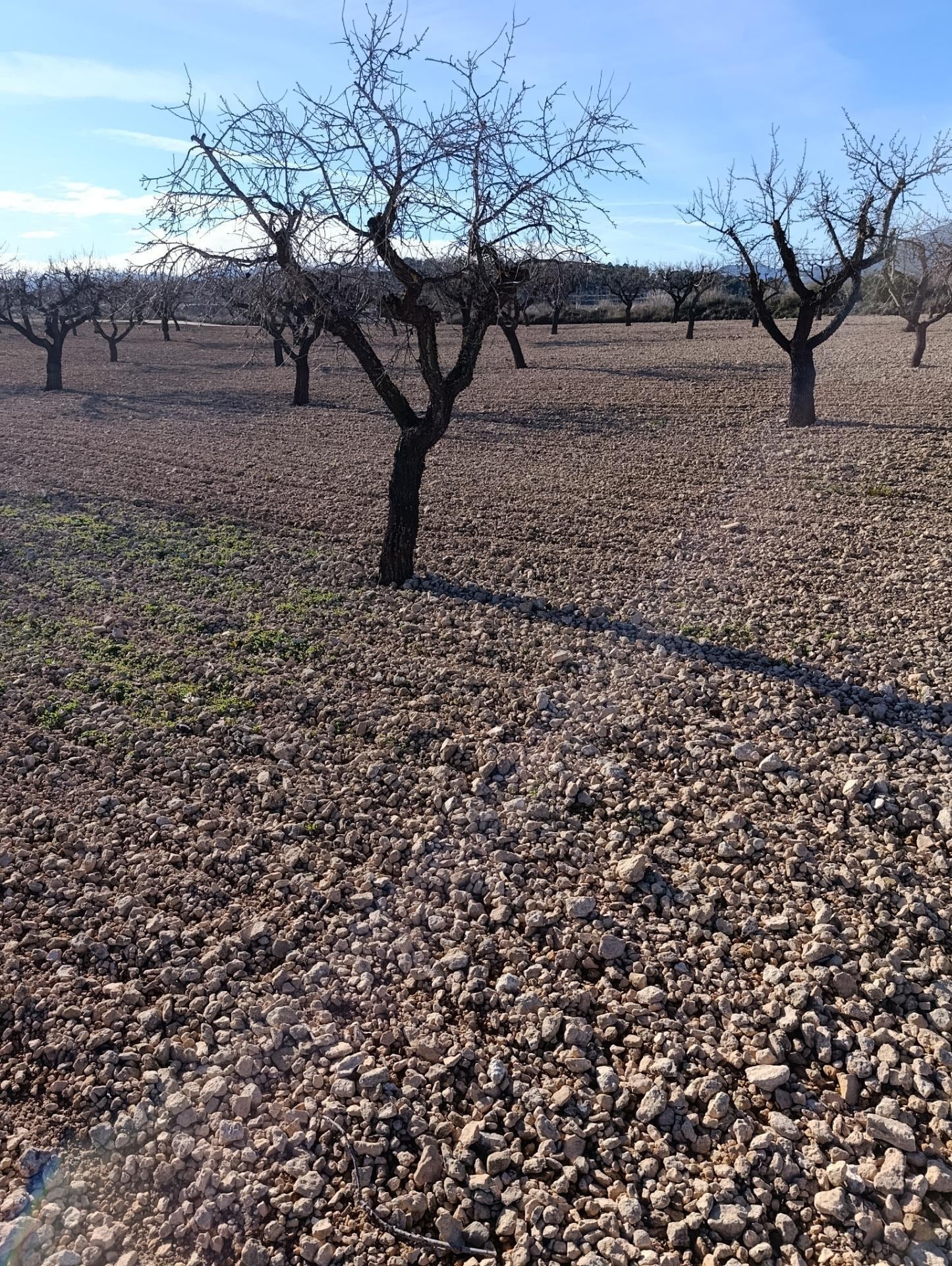 Terreno en Bullas, Murcia en venta Foto del edificio- Imagen 1 de 11