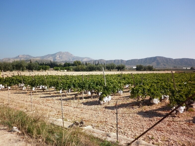 Terreno en Novelda, Alicante en venta - Vista aérea - Imagen 3 de 10