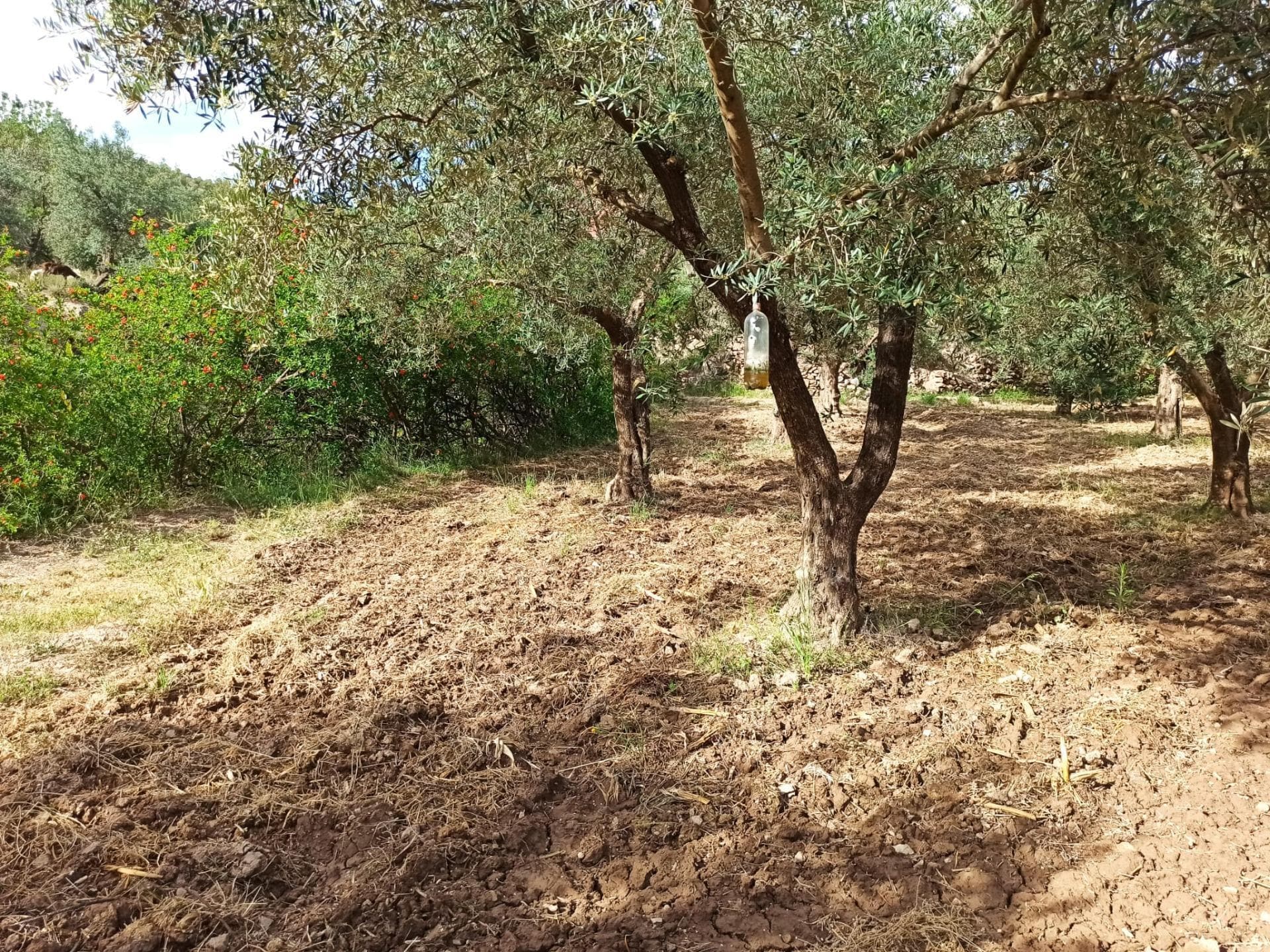 Alcolea, Alpujarras, 2, Alcolea del Río, Sevilla en venta Foto del edificio- Imagen 1 de 13