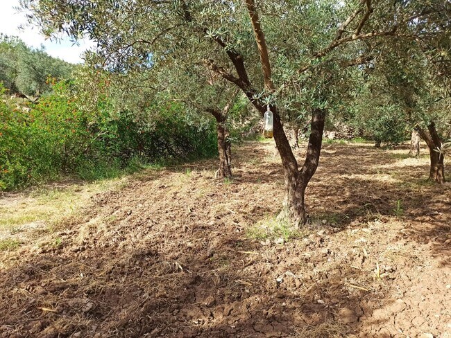Más detalles de Alcolea, Alpujarras, 2, Alcolea del Río - Terreno en venta