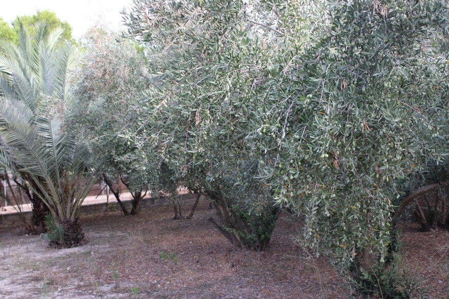 Terreno en Molina de Segura, Murcia en venta - Foto del edificio - Imagen 2 de 14