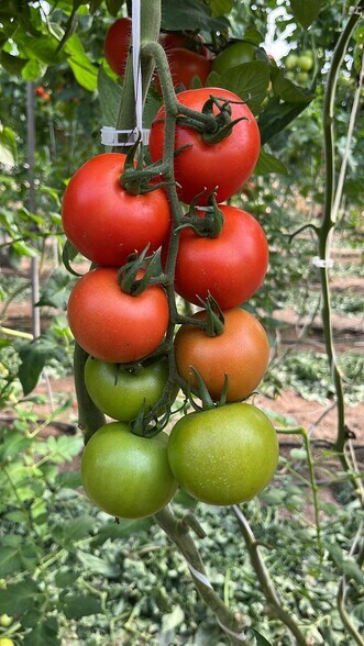 Terreno en Níjar, Almería en venta - Foto del edificio - Imagen 3 de 30