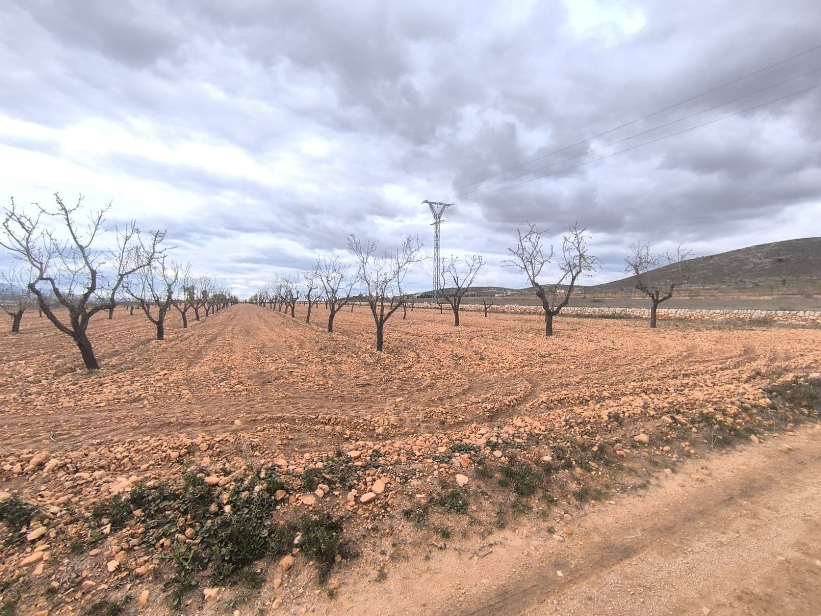Terreno en Yecla, Murcia en venta Foto principal- Imagen 1 de 4