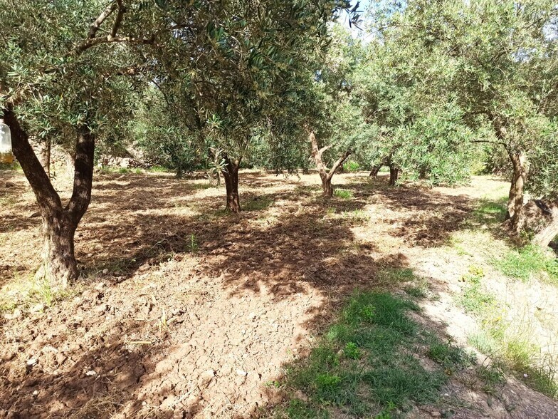 Terreno en Alcolea del Río, Sevilla en venta - Foto principal - Imagen 2 de 12