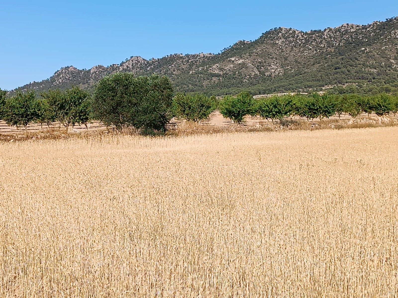 Terreno en Yecla, Murcia en venta Vista aérea- Imagen 1 de 4