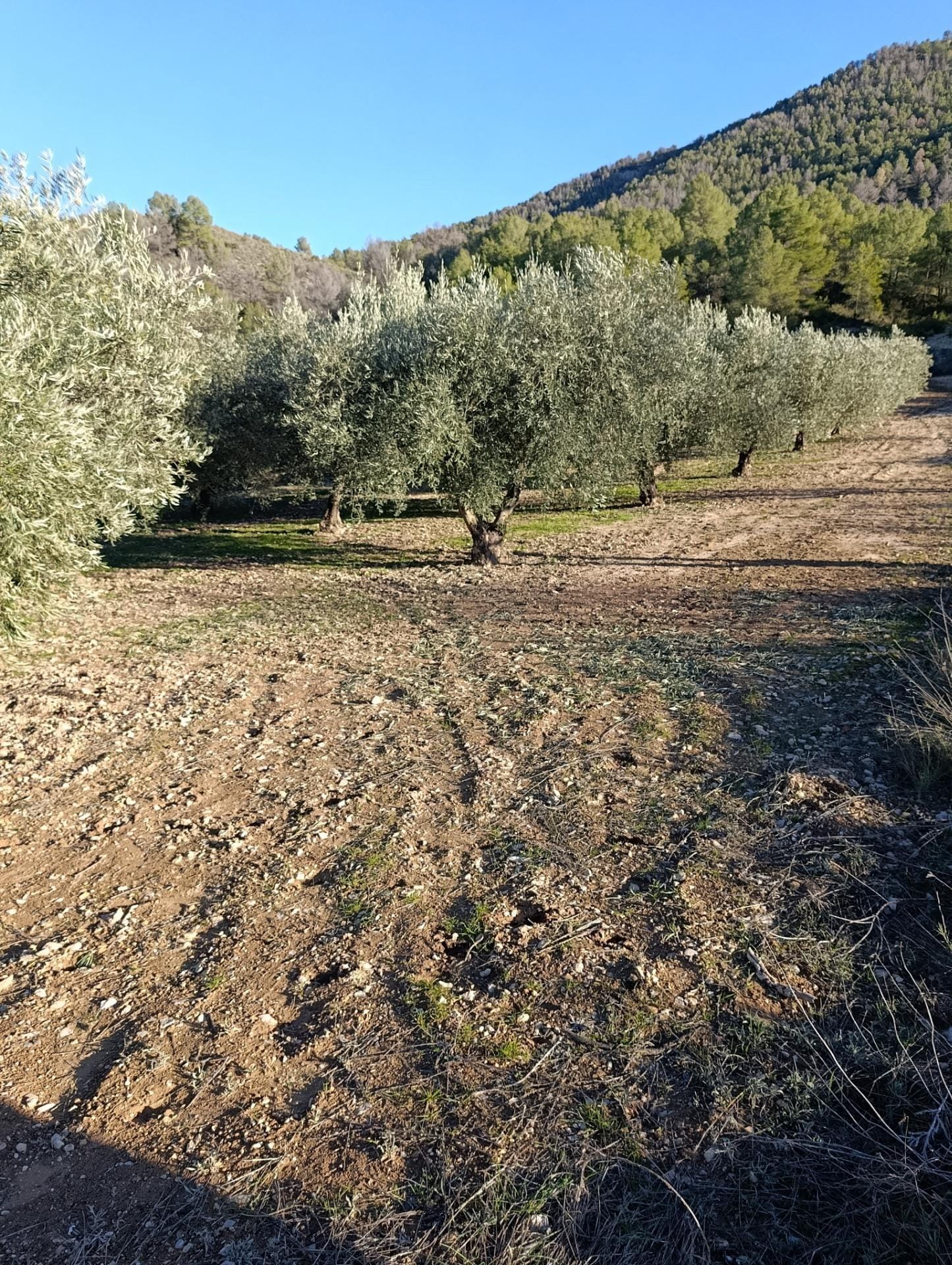 Terreno en Bullas en venta Foto del edificio- Imagen 1 de 9