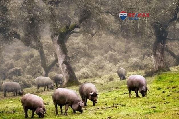Terreno en Badajoz en venta Foto del edificio- Imagen 1 de 10