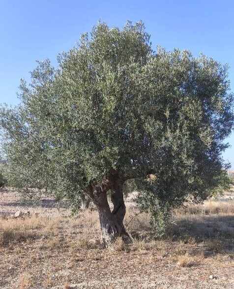 Terreno en La Romana en venta - Foto del edificio - Imagen 2 de 4