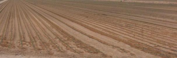 Terreno en Aspe, Alicante en venta Foto del edificio- Imagen 1 de 2