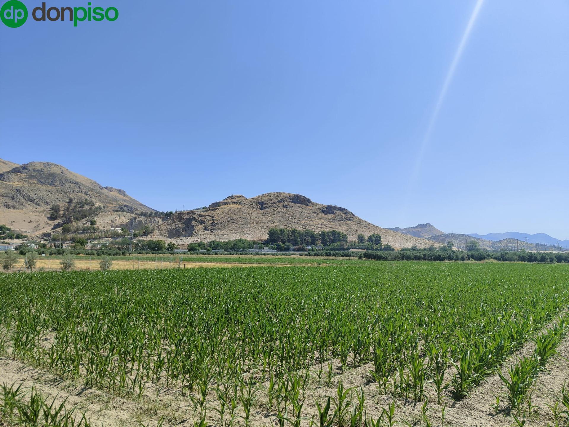 Carretera de Pinos Puente, Atarfe, Granada en venta Foto principal- Imagen 1 de 10