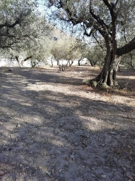 Terreno en Berja, Almería en venta - Foto principal - Imagen 3 de 5