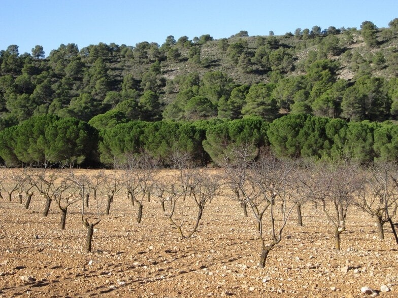 Terreno en Yecla en venta - Foto del edificio - Imagen 3 de 9