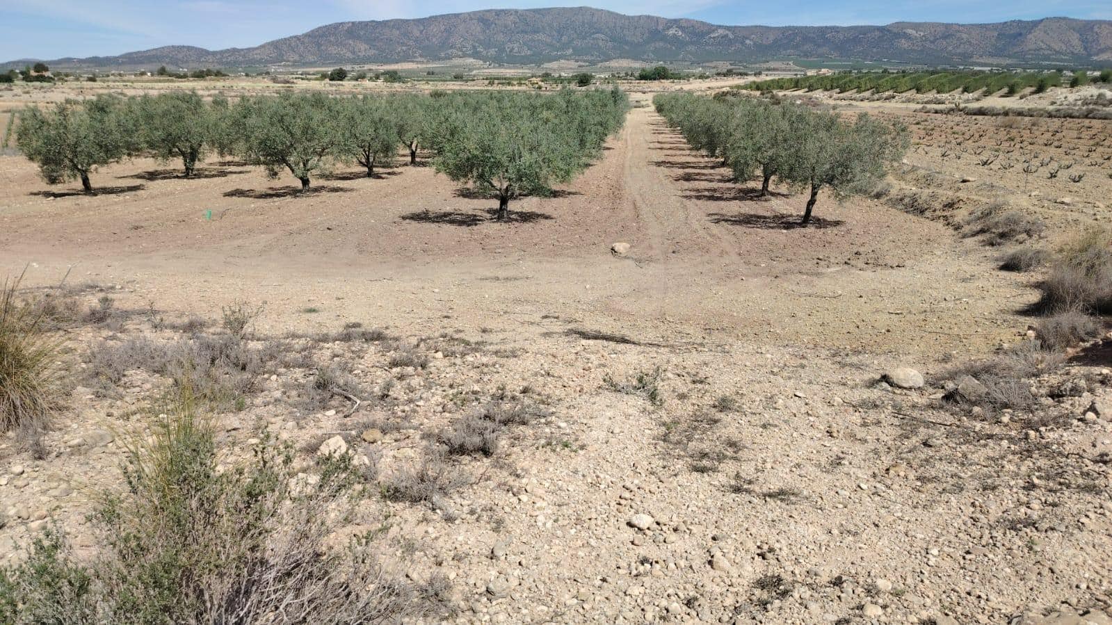 Terreno en MONÒVER, Alicante en venta Foto del edificio- Imagen 1 de 2