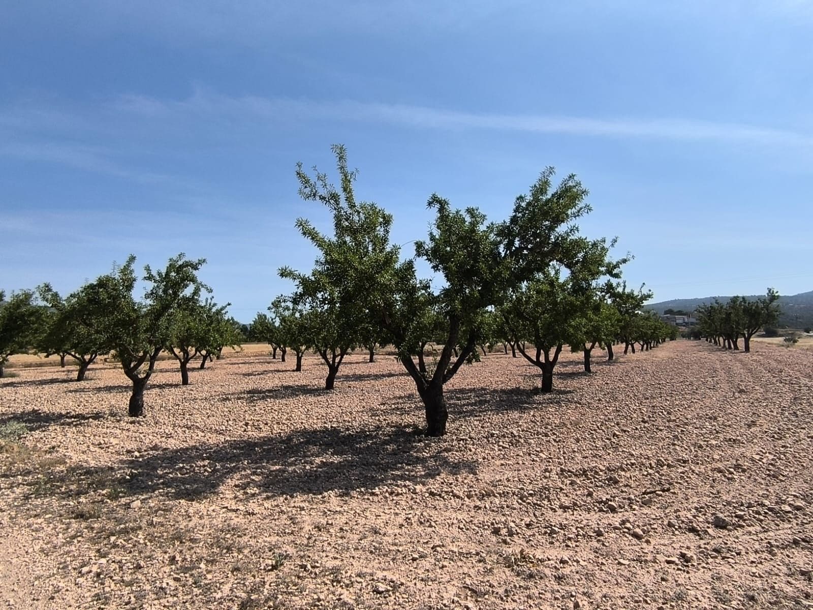 Terreno en MONÒVER, Alicante en venta Foto principal- Imagen 1 de 9