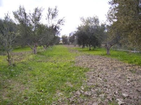Terreno en Calasparra, Murcia en venta - Foto del edificio - Imagen 3 de 12
