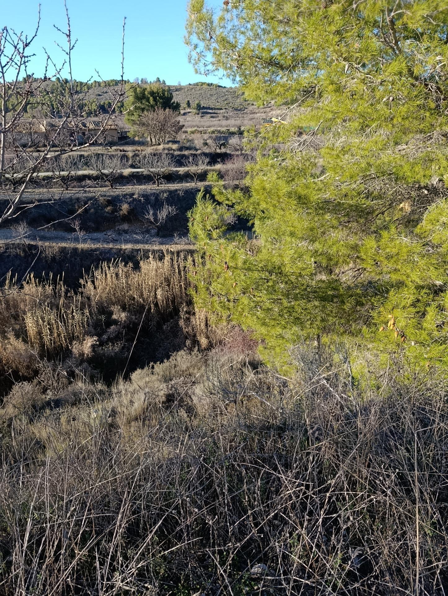 Terreno en Bullas en venta Foto del edificio- Imagen 1 de 9