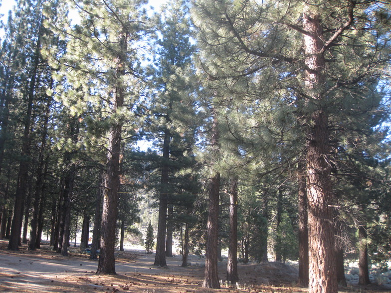 2818 Erwin Ranch Rd, Big Bear City, CA en venta - Otros - Imagen 1 de 3