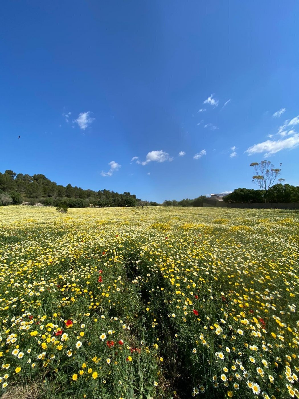Terreno en Manacor, Islas Baleares en venta Vista aérea- Imagen 1 de 8