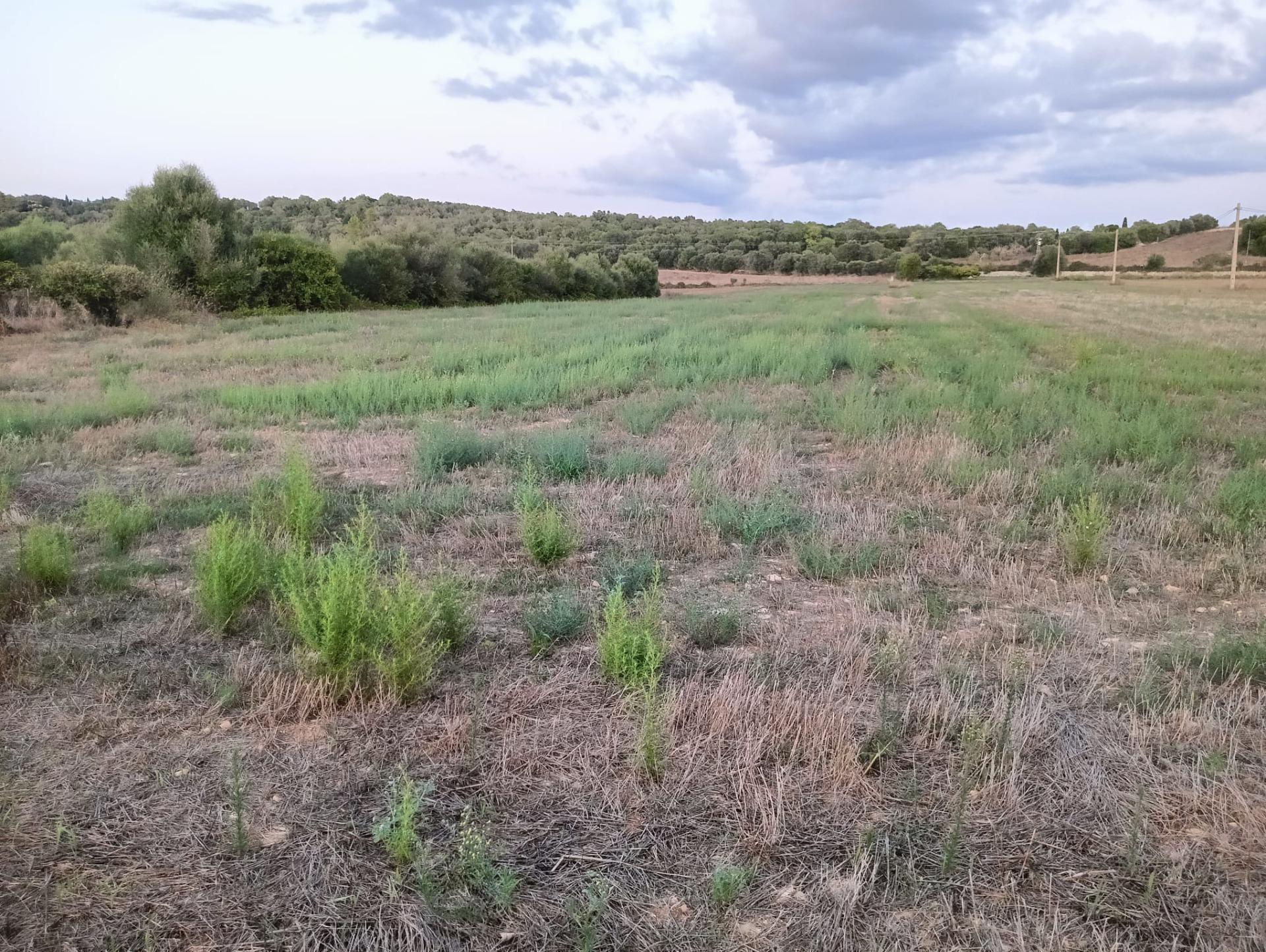 Terreno en Manacor, Islas Baleares en venta Foto principal- Imagen 1 de 1