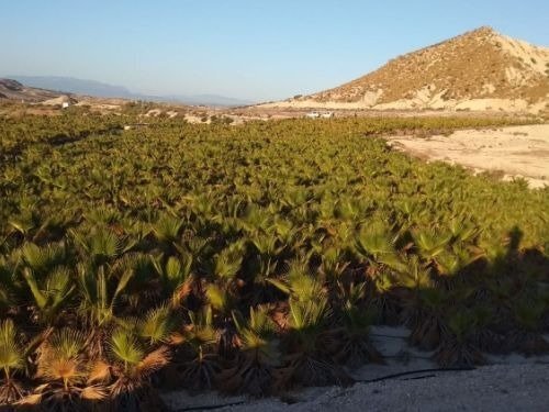 Terreno en Fortuna, Murcia en venta - Vista aérea - Imagen 1 de 7