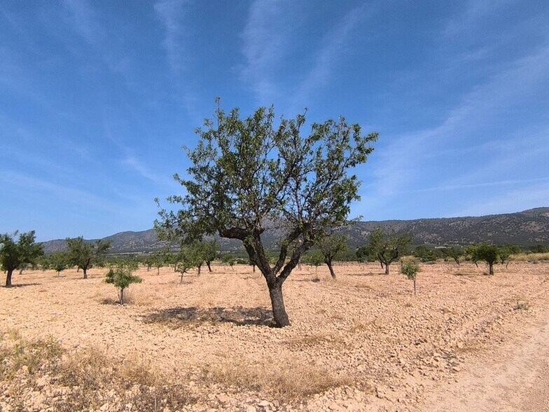 Terreno en MONÒVER, Alicante en venta - Foto principal - Imagen 2 de 6