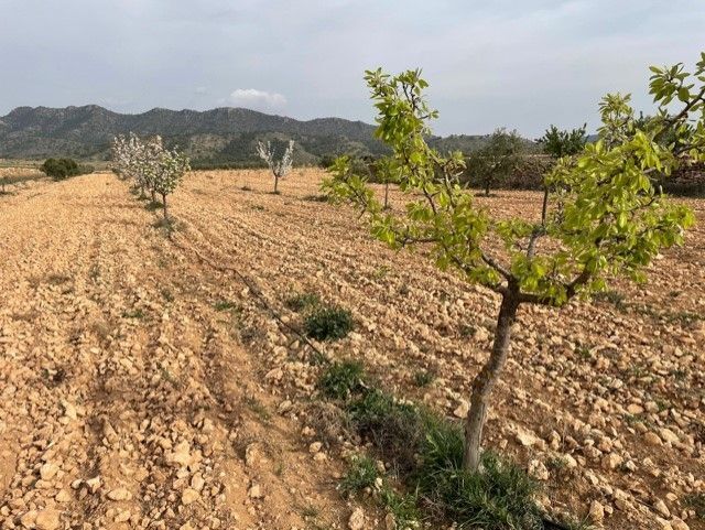 Terreno en Yecla, Murcia en venta Foto principal- Imagen 1 de 27