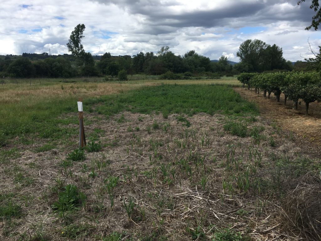 Terreno en Camponaraya, León en venta Plano del sitio- Imagen 1 de 4