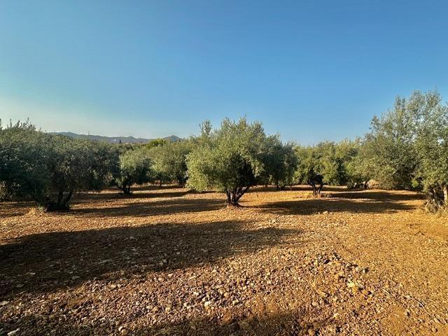 Terreno en Periana, Málaga en venta Foto del edificio- Imagen 1 de 9