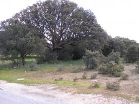 Terrenos en Maello, Ávila en venta - Foto del edificio - Imagen 3 de 3