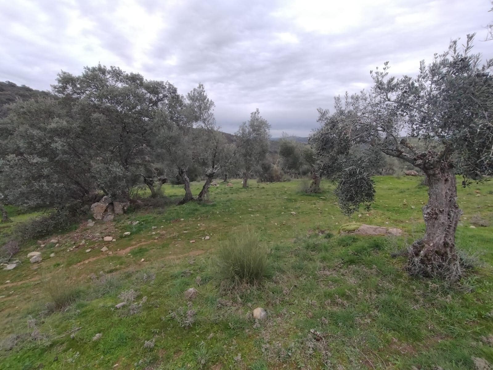 Terreno en Villanueva del Rey, Córdoba en venta Plano del sitio- Imagen 1 de 9