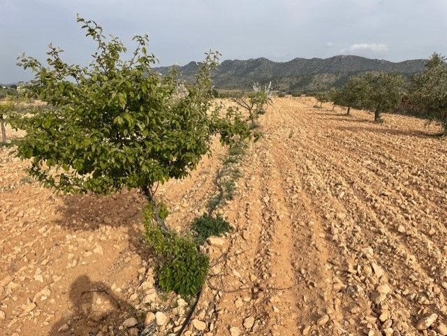 Terreno en Yecla en venta - Foto del edificio - Imagen 2 de 26
