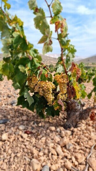 Terreno en Abanilla en venta - Foto del edificio - Imagen 2 de 12