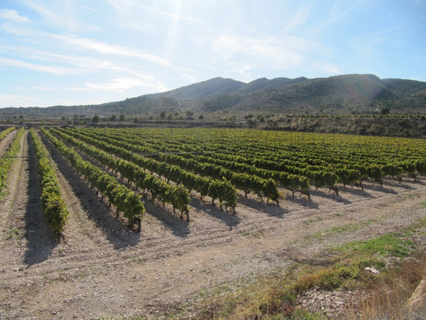 Terreno en MONÒVER, Alicante en venta Foto principal- Imagen 1 de 11