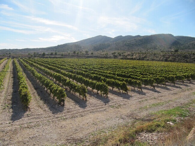 Más detalles de Partida Alquebla, MONÒVER - Terreno en venta