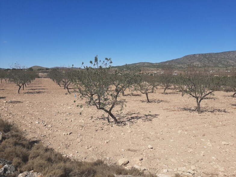 Terreno en PINOSO en venta - Foto del edificio - Imagen 2 de 3